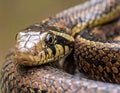 Close-up of a snake, possibly a non-venomous colubrid Royalty Free Stock Photo