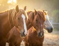Three horses stand closely together in a sunlit setting Royalty Free Stock Photo