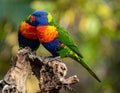 Two vibrant rainbow lorikeets (Trichoglossus moluccanus) perched on a gnarled tree branch Royalty Free Stock Photo