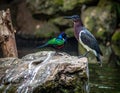 A brightly colored bird, a Superb Starling (*Lamprotornis superbus*), with iridescent green and blue feather Royalty Free Stock Photo