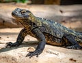 Large lizard on a rock, possibly a Bosc\'s monitor Royalty Free Stock Photo