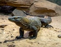 Large monitor lizard (Varanus sp.) on sandy terrain Royalty Free Stock Photo
