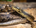 A close-up of a snake with a patterned skin consisting of brown, black, and cream-colored scales Royalty Free Stock Photo