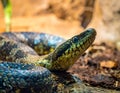 Close-up of a snake, likely a Boiga species, featuring a glossy, scale-covered body with a dark blue-green and yellow pattern Royalty Free Stock Photo