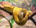 A vibrant yellow eyelash viper (*Bothriechis schlegelii*) is coiled around a tree branch. Royalty Free Stock Photo
