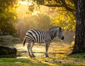 Zebra (Equus quagga) stands near a tree by a small water body during bright golden sunrise or sunset Royalty Free Stock Photo