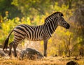 A zebra (Equus quagga) stands in profile on a grassy, sunlit landscape Royalty Free Stock Photo