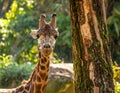A giraffe (Giraffa camelopardalis) is seen with its head and neck visible, standing near a tree. Royalty Free Stock Photo