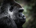 Portrait of a gorilla (Gorilla gorilla) in profile, showing detailed facial features and textured fur Royalty Free Stock Photo