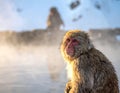 A Japanese macaque (Macaca fuscata), also known as a snow monkey Royalty Free Stock Photo