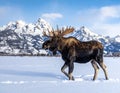 A moose (Alces alces) with large antlers walks across a snow-covered plain Royalty Free Stock Photo