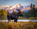 A majestic bull moose (Alces alces) stands in a natural landscape Royalty Free Stock Photo