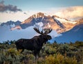 A majestic moose (Alces alces) stands in the foreground, surrounded by shrubs and small bushe Royalty Free Stock Photo