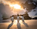 Three penguins, likely Gentoo penguins (*Pygoscelis papua*), walk side by side on a sandy beach Royalty Free Stock Photo