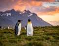 Two king penguins (*Aptenodytes patagonicus*) stand on a grassy field in South Georgia Royalty Free Stock Photo