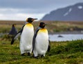 Two king penguins (Aptenodytes patagonicus) stand on grassy terrain with a blurred mountain backdrop Royalty Free Stock Photo