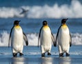 Three king penguins (*Aptenodytes patagonicus*) are walking on a sandy beach with ocean waves Royalty Free Stock Photo