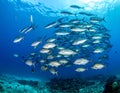 A large school of silver-colored fish swims in clear blue ocean waters Royalty Free Stock Photo