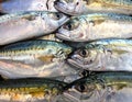 A close-up of a stack of fresh mackerel (Scomber scombrus), showcasing their shiny, metallic bodies Royalty Free Stock Photo