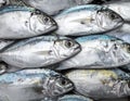 Silver pomfret fish (Pampus argenteus) are displayed in a neat stack, showcasing their metallic Royalty Free Stock Photo