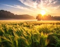 Golden sunlight illuminates a lush barley field (Hordeum vulgare) during sunrise Royalty Free Stock Photo