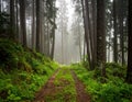 A misty forest scene with a dirt path leading into the distance Royalty Free Stock Photo