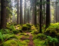 Dense forest scene with tall coniferous trees and a sunlit path leading through moss-covered ground Royalty Free Stock Photo