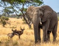 African savanna scene featuring an elephant (Loxodonta africana) and two antelope Royalty Free Stock Photo