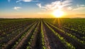 Arable agricultural land under blue sky at sunset Royalty Free Stock Photo