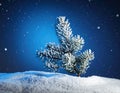 Art snowy Christmas tree. Branch of the snowy Christmas tree on night blue background Royalty Free Stock Photo