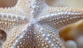 Starfish Close-up Texture, Echinoderm, White Sea Star Skin with Details and Texture Royalty Free Stock Photo