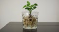 Plant Growing in Water Root System, Propagation, Hydroponics, Nature, and Eco-Friendly Concept Royalty Free Stock Photo
