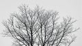 Bare Winter Tree Branches Silhouette Against Cloudy Sky, Black and White, Nature Royalty Free Stock Photo