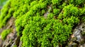 Close-up of Vibrant Green Moss Growing on Tree Bark - Natural Texture, Nature\'s Beauty Royalty Free Stock Photo