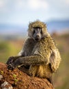 Yellow baboon (Papio hamadryas cynocephalus), Tsavo East National Park, Kenya Royalty Free Stock Photo