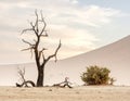 A stark desert scene features a solitary, barren tree with twisted branches Royalty Free Stock Photo