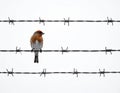A small bird with reddish-brown and gray plumage is perched on a strand of barbed wire, Royalty Free Stock Photo