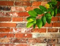 Branch of beautiful green tree near old brick wall outdoors Royalty Free Stock Photo