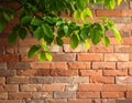 Branch of beautiful green tree near old brick wall outdoors Royalty Free Stock Photo