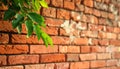 Branch of beautiful green tree near old brick wall outdoors Royalty Free Stock Photo