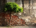 Branch of beautiful green tree near old brick wall outdoors Royalty Free Stock Photo