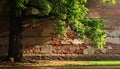 Branch of beautiful green tree near old brick wall outdoors Royalty Free Stock Photo