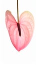 Beautiful pink anthurium flower on white background. Tropical plant Royalty Free Stock Photo