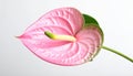 Beautiful pink anthurium flower on white background. Tropical plant Royalty Free Stock Photo