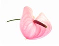 Beautiful pink anthurium flower on white background. Tropical plant Royalty Free Stock Photo