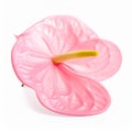 Beautiful pink anthurium flower on white background. Tropical plant Royalty Free Stock Photo