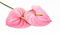 Beautiful pink anthurium flower on white background. Tropical plant Royalty Free Stock Photo