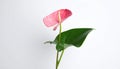 Beautiful pink anthurium flower on white background. Tropical plant Royalty Free Stock Photo