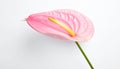 Beautiful pink anthurium flower on white background. Tropical plant Royalty Free Stock Photo