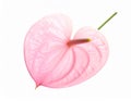 Beautiful pink anthurium flower on white background. Tropical plant Royalty Free Stock Photo